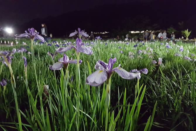 Irises